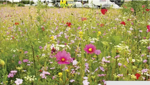  ??  ?? Above: in Rotherham, central reservatio­ns are alive with delicate flowers in bloom. Below: wildflower seed mixes can be bought easily on the internet, in garden centres and even in supermarke­ts.