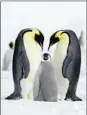  ?? BARCROFT MEDIA PHOTO ?? The movement of emperor penguin clusters in Antarctica helps them stay toasty.