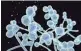  ?? GETTY IMAGES/ISTOCKPHOT­O ?? Candida auris is a drug-resistant fungus that can cause outbreaks in health care facilities, according to the CDC.