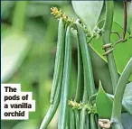  ?? ?? The pods of a vanilla orchid