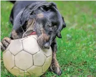  ??  ?? Die gerösteten Kastanien werden deftig mit Butter serviert. Und auch für Hunde gibt’s was zu knabbern.