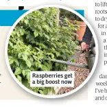  ??  ?? Raspberrie­s get a big boost now