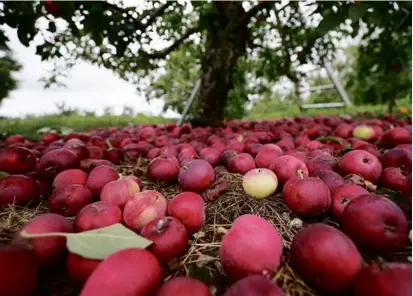  ?? SUZANNE KREITER/GLOBE STAFF ?? Some Jersey Macs have already fallen to the ground at Russell Orchards, where proprietor Miranda Russell (below) is optimistic the picking season will be a good one. “It was a big relief,’’ she said, “to see the apples ripening up.”