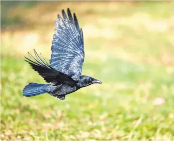  ?? FOTO: KÄSTLE/DPA ?? Krähen können mit ihrem Gekrächze ganz schön nerven. Die schlauen Tiere zieht es immer mehr in Städte und Gemeinden, weil die Allesfress­er dort einen reich gedeckten Tisch vorfinden.