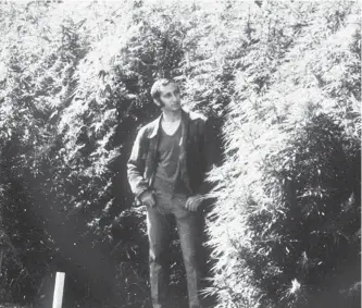  ??  ?? Ernie Small is pictured in 1971 at a cannabis plantation on Ash Lane at the Central Experiment­al Farm. ‘Health Canada wanted samples of marijuana and I grew tonnes of it,’ he says.