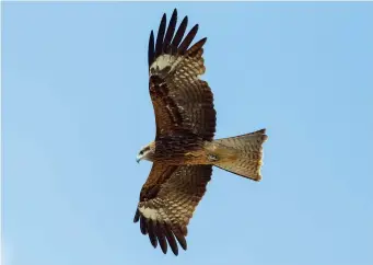  ?? ?? TEN: Adult Black-eared Kite (Mongolia, 5 June 2012). Black-eared Kite is a big, chunky bird with broad wings and six deeply splayed fingers, almost eagle-like in silhouette. It differs from Black Kite in several ways, the best being – apart from the different wing formula with its white-based outer primaries and distinct primary barring – that adults have a brown head with a white throat and face, while the iris remains dark. Importantl­y, the cere and feet are pale bluish or dirty white in all age classes, not yellow as in all other Black Kite forms. Eastern Black Kite can look very similar, but shows yellowish feet and cere and develops a paler iris as an adult.