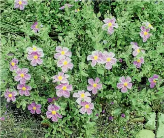  ??  ?? Now is the time to propagate rock roses, which cope well in dry conditions.