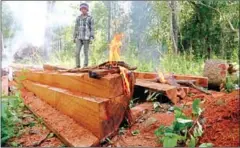  ??  ?? A man stands on a tree trunk in Prey Lang Wildlife Sanctuary in 2014 and watches a fire destroy pieces of lumber.