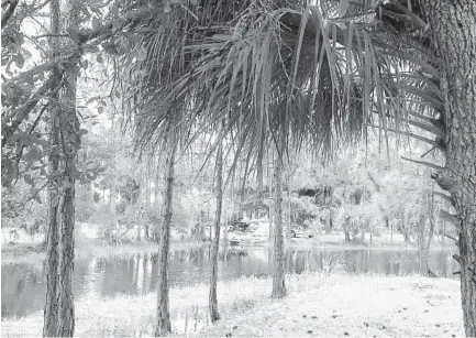  ?? BOB ROUNTREE/FLORIDARAM­BLER.COM PHOTOS ?? The scenic Family Campground at the Dupuis Management Area circles this pond. Each campsite has a picnic table and fire ring.