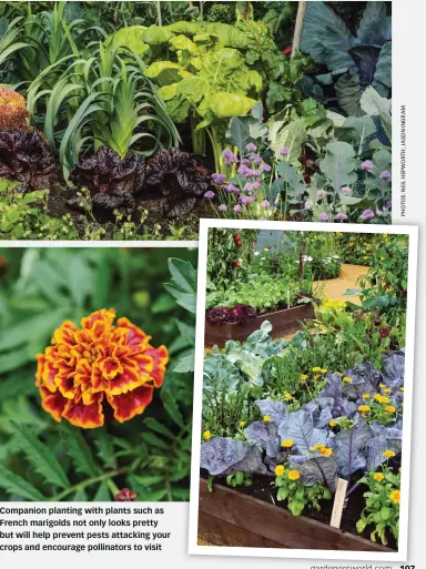  ?? ?? Companion planting with plants such as French marigolds not only looks pretty but will help prevent pests attacking your crops and encourage pollinator­s to visit