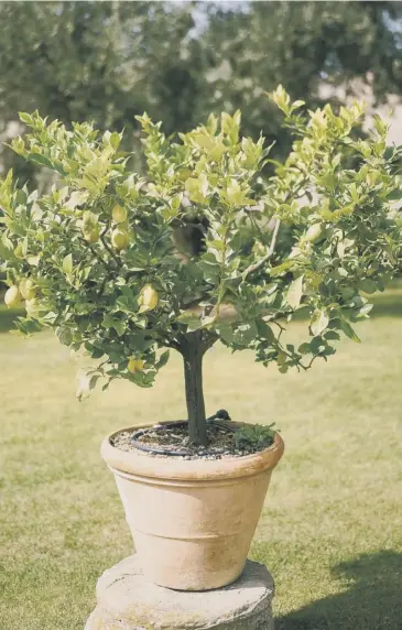  ??  ?? Citrus trees are better kept in a pot than planted into the ground, main; the flavour in the skin and the fruit can be far superior to anything you buy in the shop, above left and right