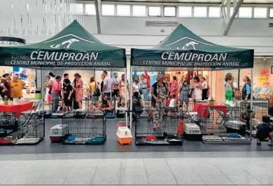  ?? . ?? Una de las campañas de adopción promovidas por el Cemuproan en El Puerto.