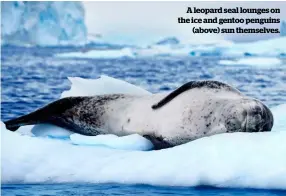  ??  ?? A leopard seal lounges on the ice and gentoo penguins (above) sun themselves.