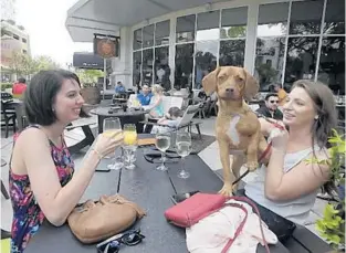  ?? STAFF FILE PHOTO ?? Orange County commission­ers’ will discuss a pet-friendly dining policy and another that could lead Orange to become the latest Central Florida county to enact rules restrictin­g retail pet sales.