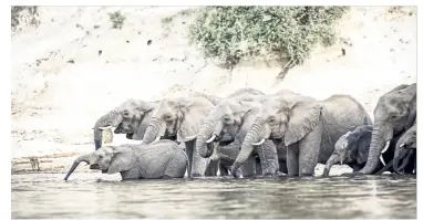  ??  ?? Botswana is famed for its herds of elephants. Tourists find many in the Chobe national park.