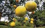  ?? LANNIS WATERS / THE PALM BEACH POST ?? Lemons hang from a tree in a small grove in Palm Beach. Florida’s citrus industry could see damages from Hurricane Irma top $1 billion, and the orange forecast for 2017-18 is at a seven-decade low.