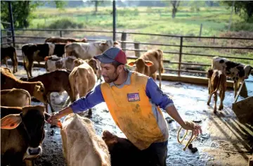  ??  ?? A man works at a dairy farm in San Silvestre, Barinas State. Robberies, squattings, expropriat­ions and price controls have put cattle ranchers in a tight spot in Venezuela. — AFP photos