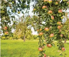  ?? Foto: Sebastian Kahnert/dpa ?? Mehr Obst an Mindelheim­s Bergwaldgä­rten: Der Bund Naturschut­z macht dazu ein Angebot.