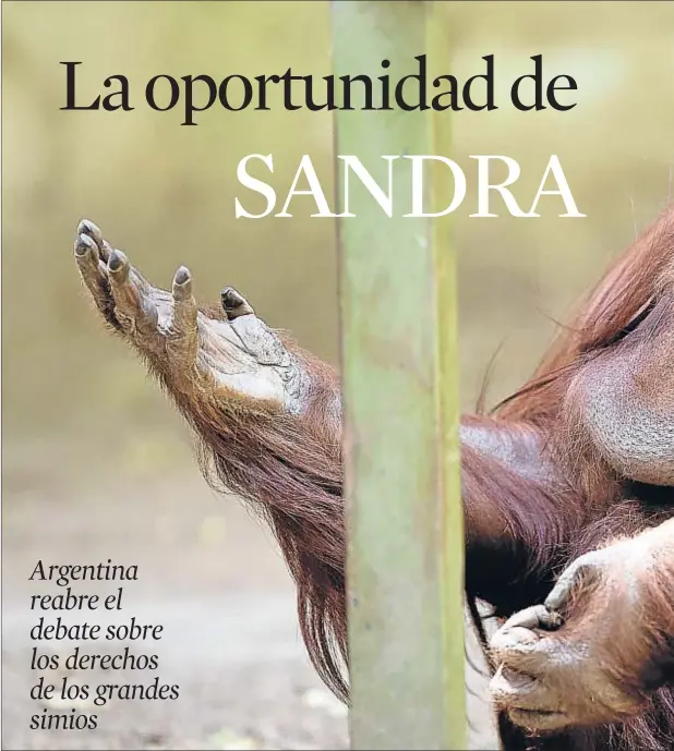  ??  ?? Sandra vive desde hace 28 años en un zoo de la capital argentina y ahora puede tener la posibilida­d de vivir en semilibert­ad