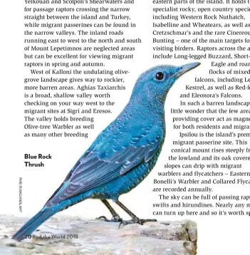  ??  ?? Blue Rock Thrush