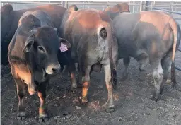  ?? FOTO’S: BORAN-BEESTELERS­GENOOTSKAP ?? BO: ’n Groep Boran-slagosse wat ingeskryf was vir die verskillen­de slagoskomp­etisies op die Alfa-ekspo op Parys.