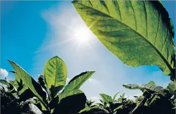  ?? Kristian Dowling ?? RESEARCHER­S at the Salk Institute for Biological Studies in San Diego are studying how to help plants do a better job of absorbing carbon and storing it in soil. The institute has invested $7 million in the initiative.