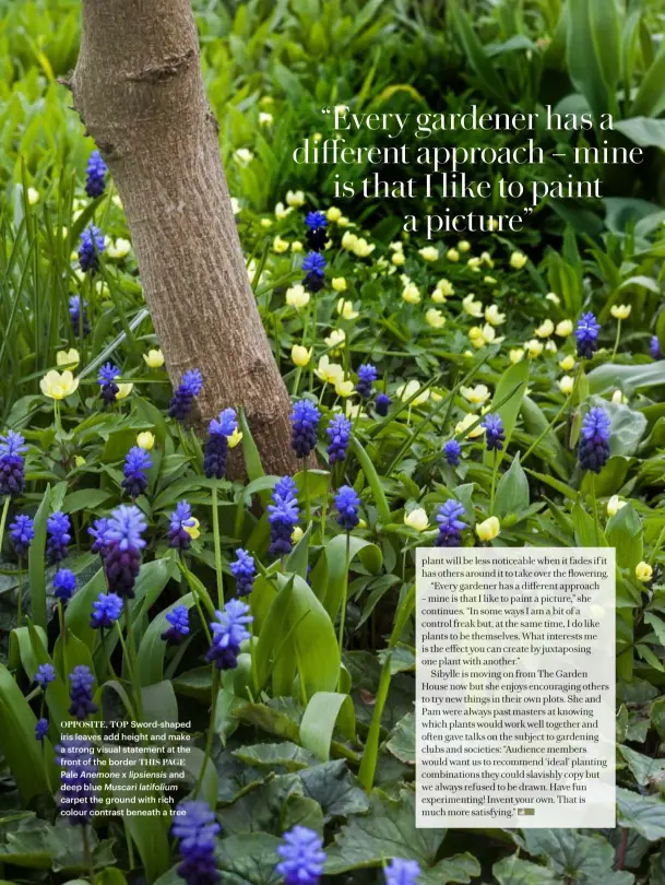  ??  ?? OPPOSITE, TOP Sword-shaped iris leaves add height and make a strong visual statement at the front of the border THIS PAGE Pale Anemone x lipsiensis and deep blue Muscari latifolium carpet the ground with rich colour contrast beneath a tree