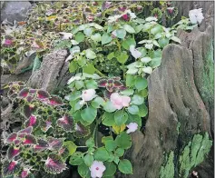  ?? [DIANA LOCKWOOD/FOR THE DISPATCH] ?? A weathered stump makes a charming container for impatiens (pink flowers) and coleus (colorful leaves).