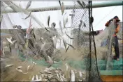  ?? ACHMAD IBRAHIM — THE ASSOCIATED PRESS FILE ?? Fishermen remove their catch from nets after returning to shore in Jakarta, Indonesia, on Feb. 24, 2022.