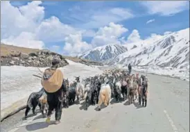  ?? WASEEM ANDRABI/HT PHOTO ?? A member of the nomadic GujjarBaka­rwal community takes his flock of sheep and goats across a road in the mountains through the famed Mughal Road.
