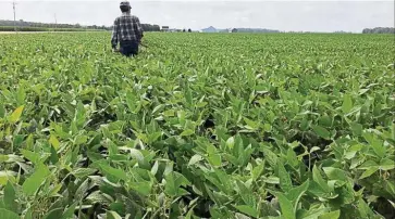  ?? — Reuters ?? Huge deal: A file picture showing a crop scout walking through a soybean field to check on crops in Indiana. China has agreed to make purchases of up to Us$50bil in agricultur­al goods.