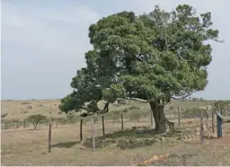  ?? MIKE BURGESS ?? The milkwood tree near Peddie in the Eastern Cape where the Mfengu swore allegiance to the British Empire in 1835. This tree is one of four milkwoods in South Africa that are national monuments.