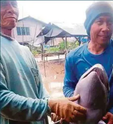  ??  ?? IKAN lumba-lumba yang terperangk­ap dalam jaring nelayan ketika menangkap ikan di Batang Lassa, Mukah.