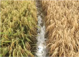  ??  ?? Rice stands at right show the BPH damaged-crop, while at left are the healthy Arize 8433 DT rice crop stand.