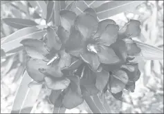  ??  ?? Nerium oleander requires good sunlight and plenty of water to flower freely.