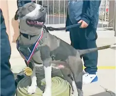  ??  ?? El perro
Astro con su medalla