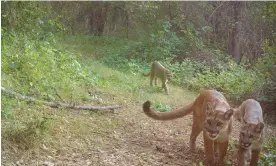  ?? Photograph: Courtesy Petros Chrysafis ?? A female mountain lion and two kittens walk down a game trail in Oakhurst, California.