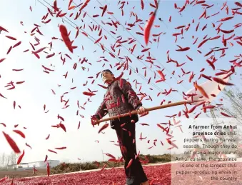  ??  ?? A farmer from Anhui province dries chili peppers during harvest season; Though they do not play a major role in Anhui cuisine, the province is one of the largest chili pepper-producing areas in the country