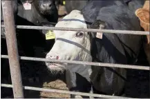  ?? NATI HARNIK — THE ASSOCIATED PRESS ?? Livestock stand in a feedlot in Columbus, Neb., this week, part of the backlog of millions of pigs and cattle, creating headaches for producers.