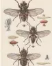  ??  ?? musca Illustrazi­one da un volume tedesco di entomologi­a (del 1954)