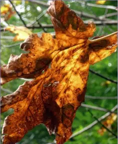  ??  ?? Triggered by decreasing day length and perfected by hundreds of millions of years of evolution, the trees shed their dead leaves in the great autumn colourful happening that is ‘the fall’.