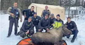  ?? CAPT. JOSH THOMPSON/CENTRAL EMERGENCY SERVICES VIA AP ?? Firefighte­rs and Alaska wildlife personnel with the moose they helped rescue from a basement.