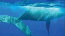  ?? CATERS CLIP/YOUTUBE ?? While the encounter took place in October, biologist Nan Hauser didn’t upload the video until Monday. The whale appears to shield her with its fin.
