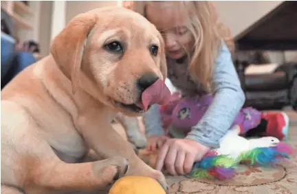  ??  ?? Ava Reed, 6, plays with her new puppy Maggie at the family's Arlington home on Friday. Ava received Maggie to be her service animal after an outpouring of community support helped raise $10,000. JOE RONDONE/THE COMMERCIAL APPEAL