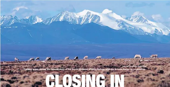  ?? U.S. FISH AND WILDLIFE SERVICE ?? Caribou graze across the coastal plain of the Arctic National Wildlife Refuge with the Brooks Range as a backdrop.