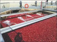  ??  ?? Cranberry processing facilities require lots of fresh water.