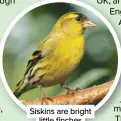  ??  ?? Siskins are bright little finches