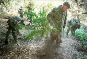  ?? RECORDER FILE PHOTO ?? A member of the Tulare County Sheriff’s Department destroys marijuana plants in this file photo from 2012. Despite the legalizati­on of marijuana, officers are still finding illegal, large grow sites in the foothills and forest.