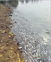  ?? BACHCHAN KUMAR ?? Around 1,500 dead fish surfaced on Naya Khadi pond at Nerul on Friday, highlighti­ng rising pollution in water bodies.