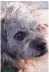  ??  ?? Chuck is a small gray wire-haired terrier mix